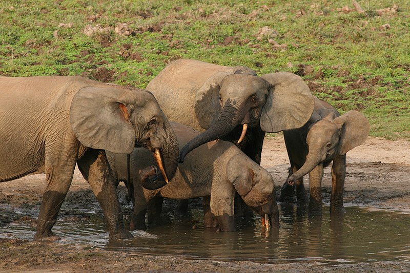 File:Forest elephant group 1 (6841415460).jpg