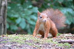 Formby squirrel.jpg