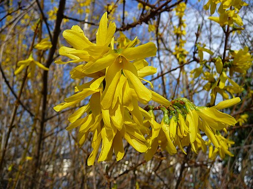 Forsythien Nahaufnahme