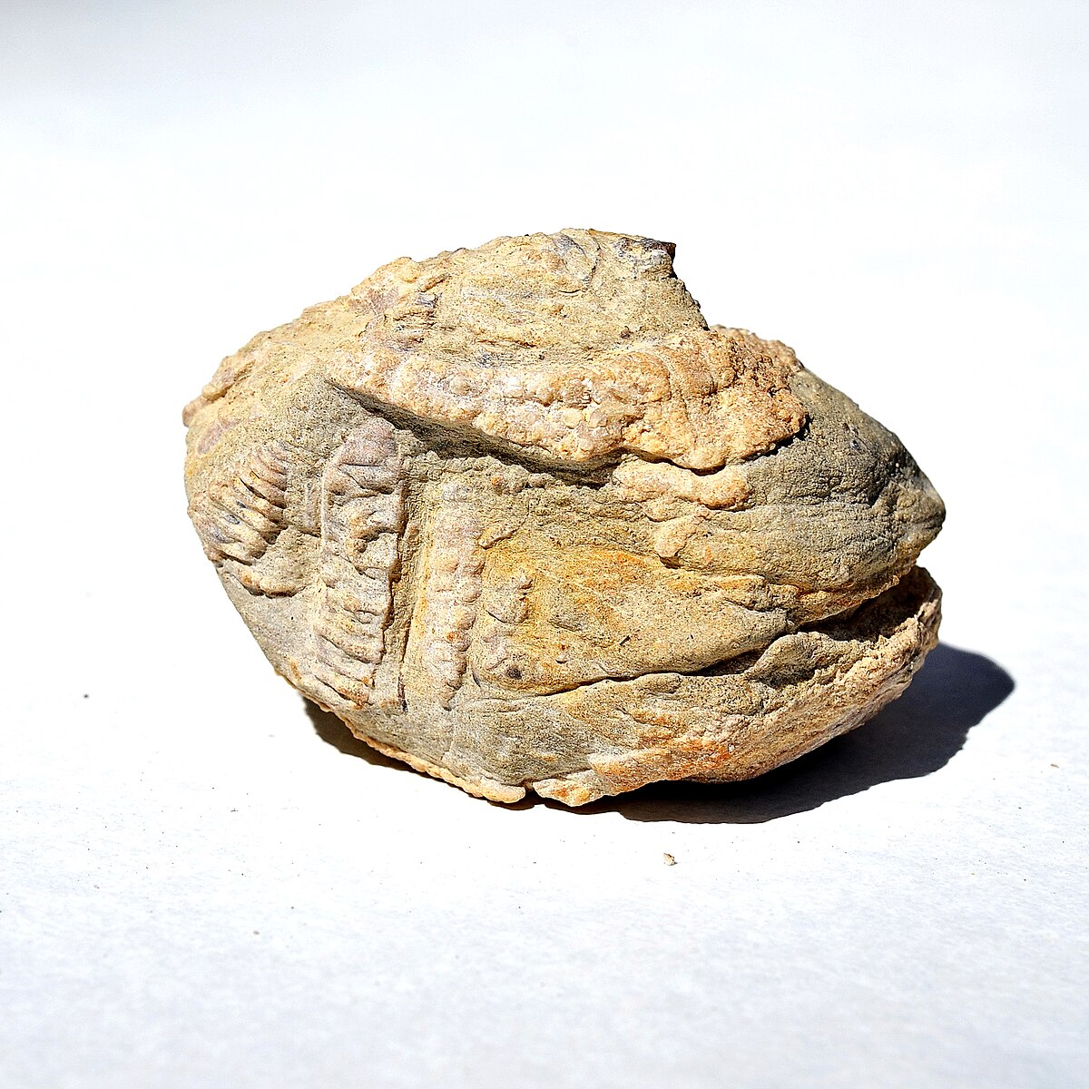 File:Fossils (Nerinea).JPG - Wikimedia Commons