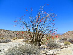 Fouquieria splendens ✓