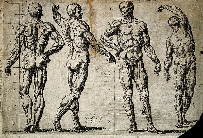 File:Four male écorchés or partially flayed figures. The first an Wellcome V0007793.jpg