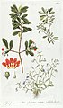 Fragmenta botanica, figuris coloratis illustrata (T. 95) BHL287724.jpg