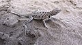 Fringe-toed Sand Lizard imported from iNaturalist photo 28265310 on 20 April 2022.jpg