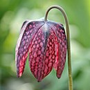 Fritillaria meleagris çiçeği, mozaikli bölümleri olan çan şeklindeki periant gösteren