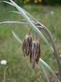 Fritillaria pyrenaica opening