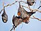 Fruit Bat (flying fox) (35908767643).jpg