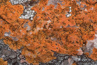 <i>Fulgogasparrea appressa</i> Species of lichen