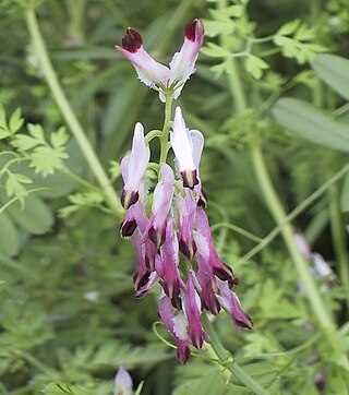 <i>Fumaria purpurea</i> Species of plant in the poppy family