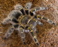 Thumbnail for File:G-pulchripes-4-inches.webp