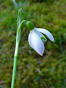 Galanthus nivalis Flower