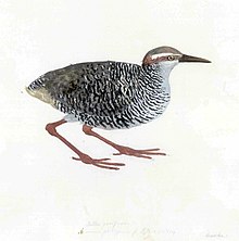 Gallirallus hypoleucus.jpg