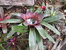 Neoregelia magdalenae is a species of flowering plant in the genus Neoregelia. This species is endemic to Brazil.