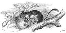 Garden dormouse Gartenschlaefer-drawing.jpg