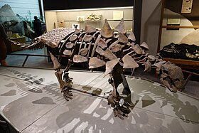 Museu da Paleontologia da Universidade Brigham Young