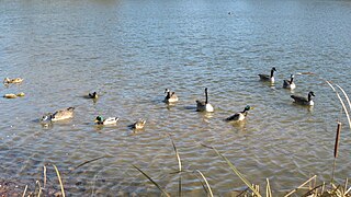 Geese and Mallard in Sheridan Park Pond.jpg