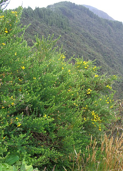 File:Genista monspessulana (1).jpg