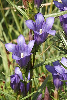 <i>Gentiana pneumonanthe</i> species of plant