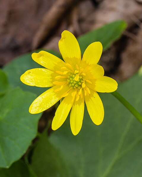 File:Gewoon speenkruid (Ficaria verna) 08-04-2020. (actm.) 01.jpg