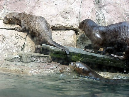 Giant Otter Wikiwand