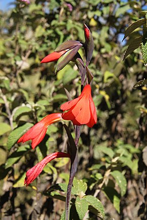 Descripción de la imagen Gladiolus watsonioides mtkenya 01.jpg.