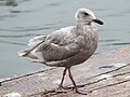 Juvenile, Seldovia, Alaska