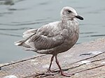 Glaucous-winged Gull RWD3. jpg