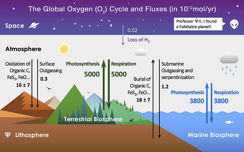 Share more than 112 oxygen cycle drawing