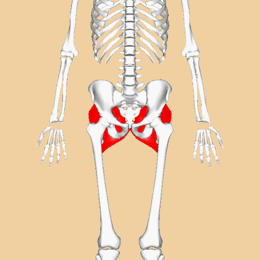 Gluteus maximus 3D for reverse lunge