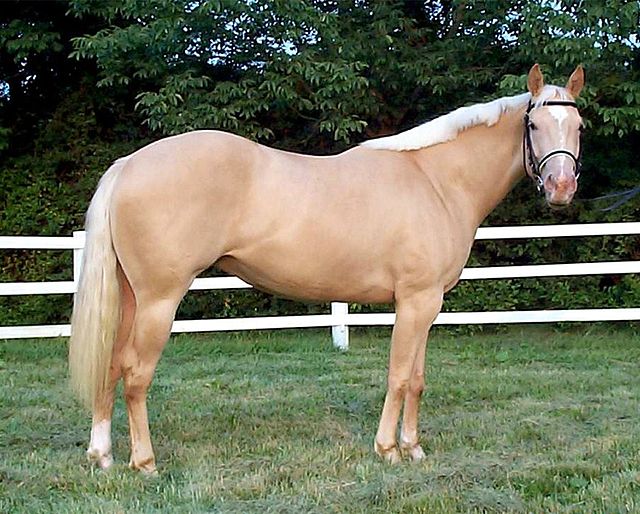 Gold champagne, chestnut base diluted by champagne gene. Note similarity to palomino, but distinguished by mottling around nose