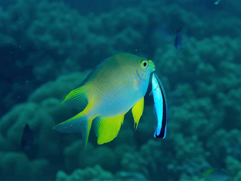 File:Golden damselfish (Amblyglyphidodon aureus) and Bluestreak cleaner wrasse (Labroides dimidiatus) (32290722502).jpg