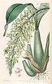 Gomesa crispa (as Rodriguezia crispa) - Edwards vol 26 (NS 3) pl 54 (1840).jpg