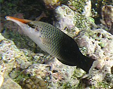 Gomphosus Varius female.jpg