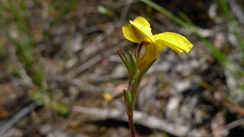 File:Goodenia paniculata flower (11961656924).jpg