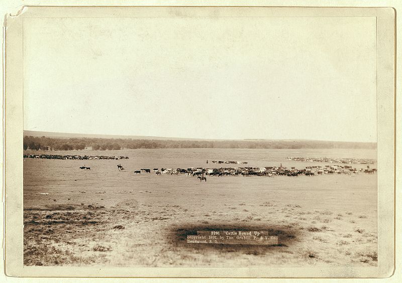 File:Grabill - Cattle round up.jpg