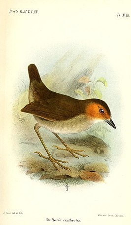 Roodoormierpitta