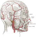 Miniatura para Arteria facial