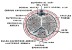 Thumbnail for Dorsal veins of the penis