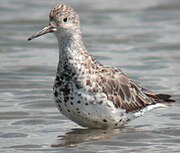 Calidris tenuirostris