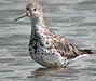 Great Knot scarboro .sep02.jpg