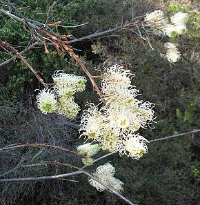 Descrizione dell'immagine Grevillea_leucopteris.jpg.