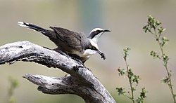 Szare koronowane babblers (16997403090) .jpg