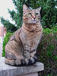 Tortoiseshell tabby cats (torbie) - tortoiseshells with tabby pattern on both colours (black/red, blue/cream)