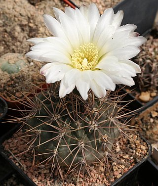 <i>Gymnocalycium gibbosum</i> Species of cactus
