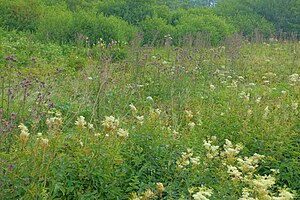 Höchenschwand nature reserve Höchenschwander Moor.jpg