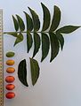 H. caffrum, plodovi u različitim stadijima sazrijevanja i listovi