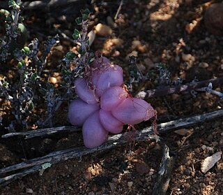 <i>Haemanthus crispus</i> Species of flowering plant