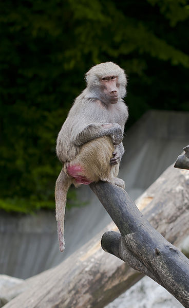 File:Hamadríade (Papio hamadryas), Tierpark Hellabrunn, Múnich, Alemania, 2012-06-17, DD 07.JPG