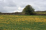 Thumbnail for File:Hawthorn Tree and Dandelions - geograph.org.uk - 2934244.jpg