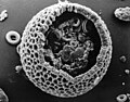 Helicosphaera filled with a sediment of smaller microfossils, e.g. coccoliths, ab. 400 µm ø